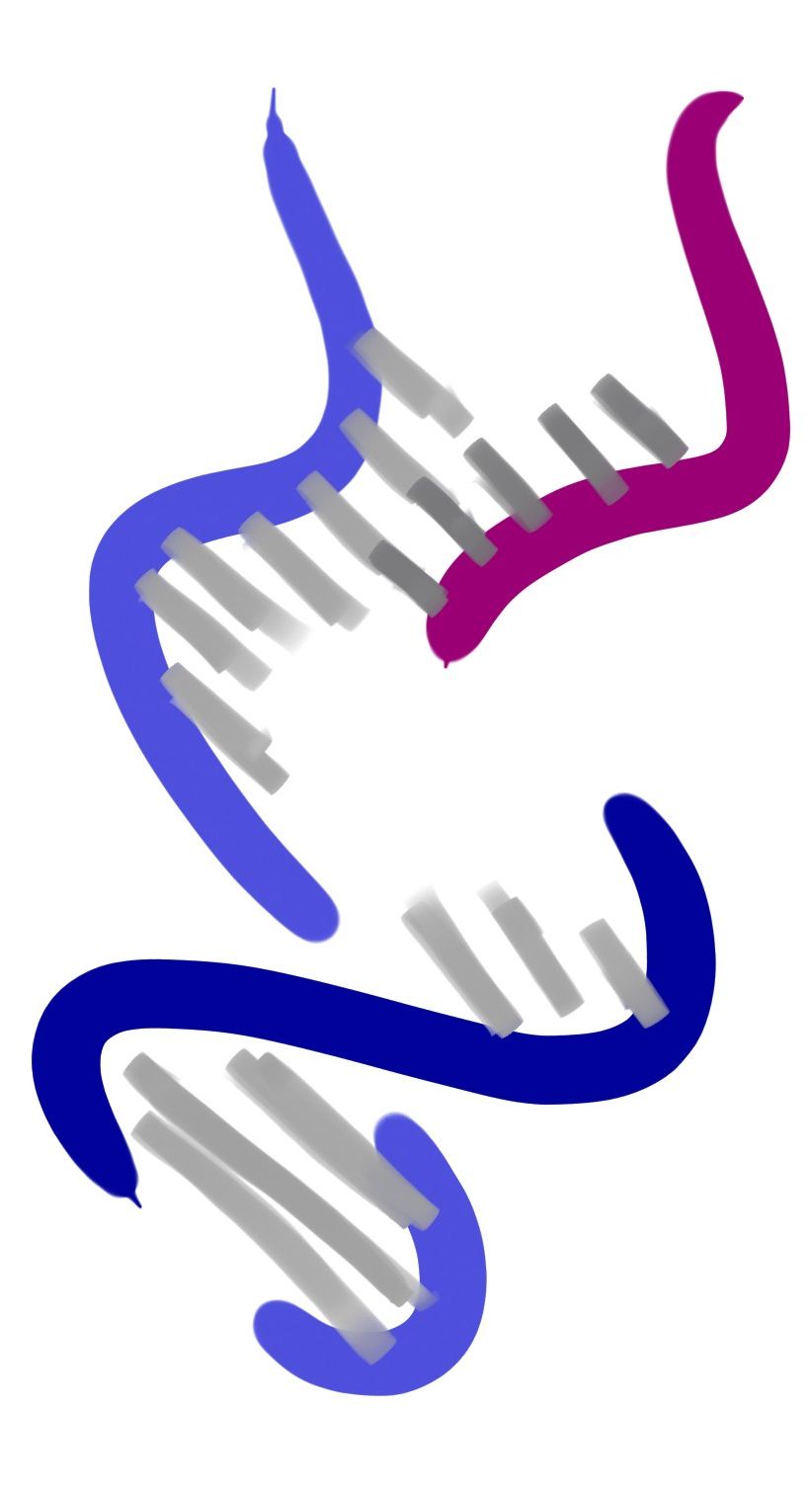 DNA molecule opening and RNA